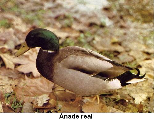Ánade real.jpg